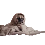 Mopslík zababušený v deke